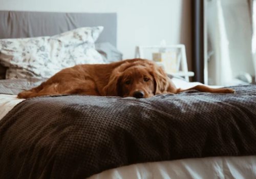 3 Common Pet Messes and How to Clean Them
